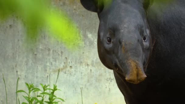 Närbild Malayansk Tapir Huvud Vickande Näsan Och Ser Sig Omkring — Stockvideo