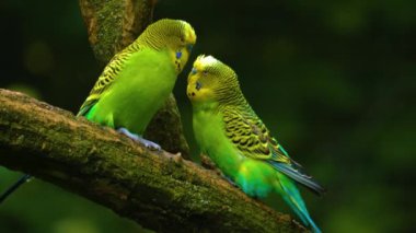 İki yeşil papağan bir dala binip birbiriyle zıtlaşır ve didişir.