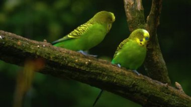 İki yeşil papağan bir dala binip birbiriyle zıtlaşır ve didişir.