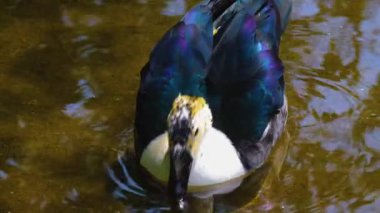 Taraklı ördek suda yüzüyor ve içiyor.