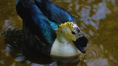 Taraklı ördek suda yüzüyor ve içiyor.