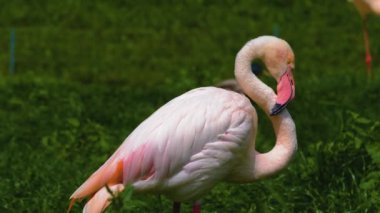 Flamingoyu kapat, çayırda dur ve kendini tımar et.