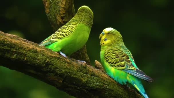 Dva Zelení Papoušci Větvi Kteří Nesouhlasí Nesouhlasí — Stock video