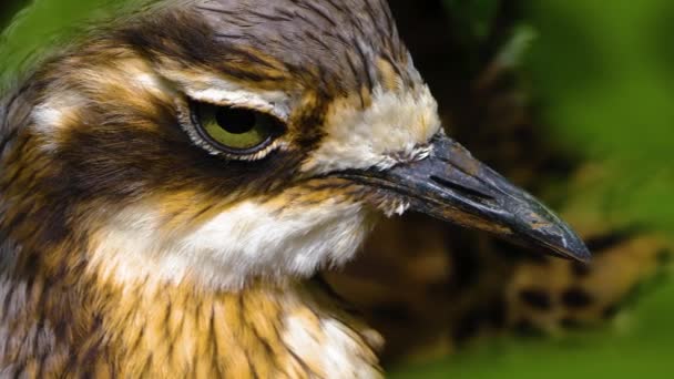 靠近一丛厚厚的膝盖鸟的头 — 图库视频影像