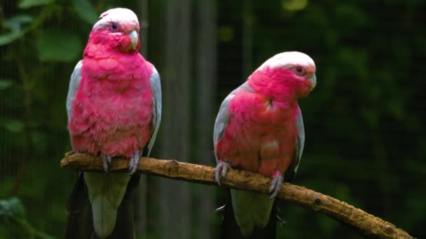 Gül Göğüslü Papağan Bir Dalda Oturuyor — Stok video