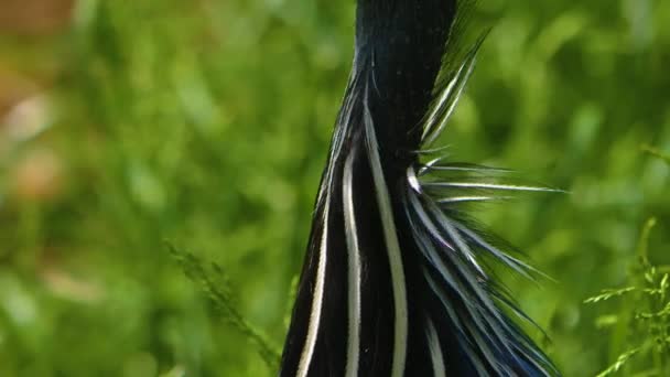 Detailní Záběr Perličkového Ptáka Louce Rozhlížející Kolem — Stock video