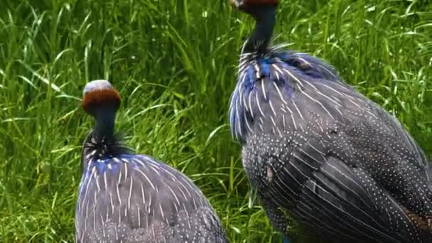 Acercamiento Pájaro Guinea Prado Mirando Alrededor — Vídeos de Stock