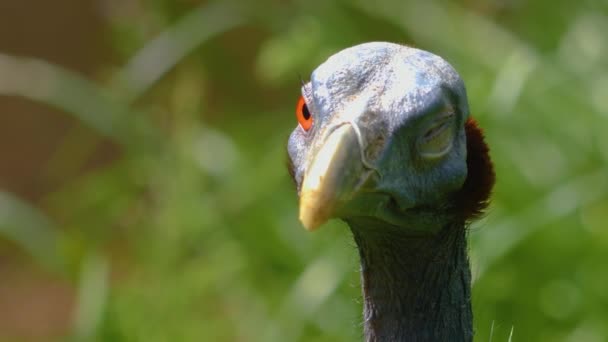 Primo Piano Uccello Faraona Prato Che Guarda Intorno — Video Stock