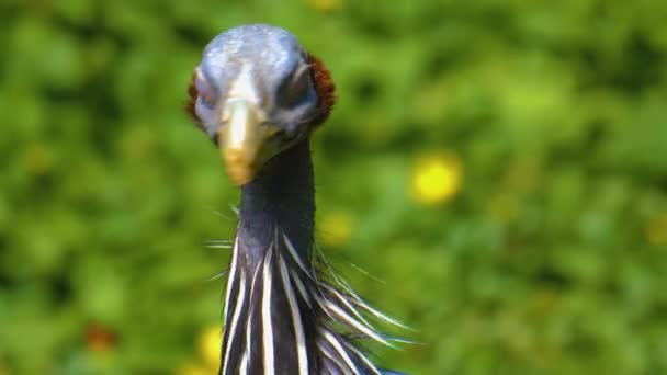 Großaufnahme Eines Perlhuhnvogels Auf Einer Wiese Der Sich Umsieht — Stockvideo