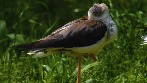 Primer Plano Del Pájaro Guata Pie Prado — Vídeos de Stock