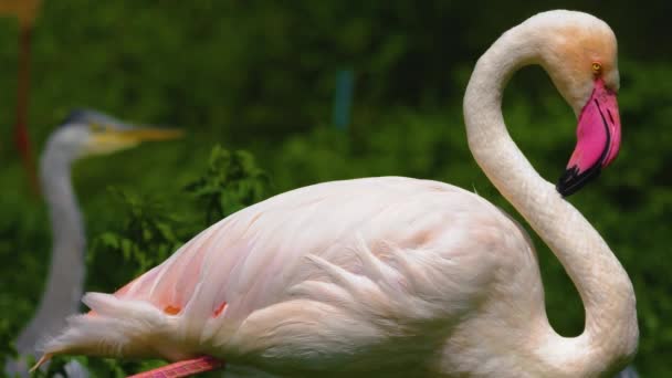 Gros Plan Flamant Rose Debout Sur Une Prairie Toilettant Soi — Video