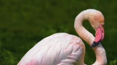 Flamingoyu kapat, çayırda dur ve kendini tımar et.