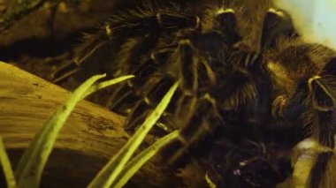 Tarantula kuş örümceğine yaklaş.