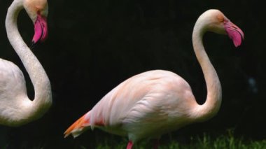 Flamingoyu kapat, çayırda dur ve kendini tımar et.