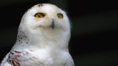 Açık gagalı karlı baykuşa yaklaş.