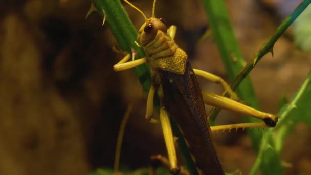 Közelkép Grasshopper Mászik Fel Egy Bélyeget — Stock videók