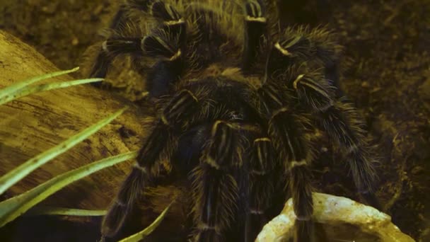 Sluiten Van Tarantula Vogelspin — Stockvideo