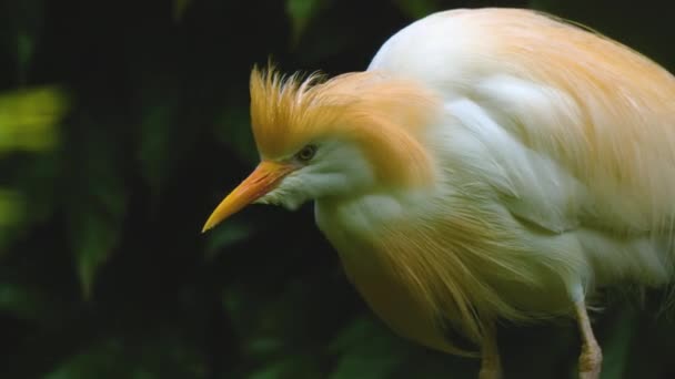 Blisko Białego Ptaka Czapli — Wideo stockowe