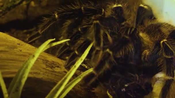 Primer Plano Araña Tarántula — Vídeo de stock