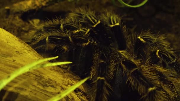 Primer Plano Araña Tarántula — Vídeo de stock