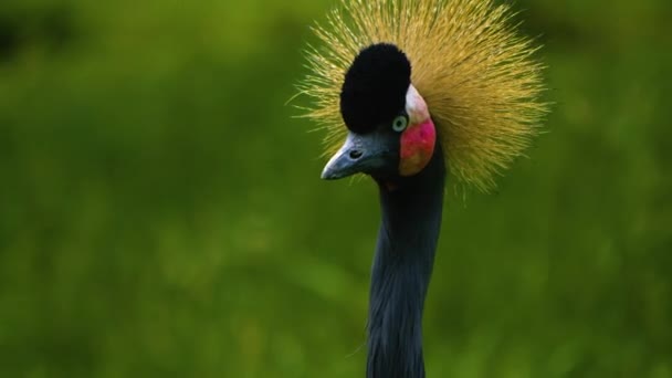 Black Crowned Crane Moving His Head — Stock Video
