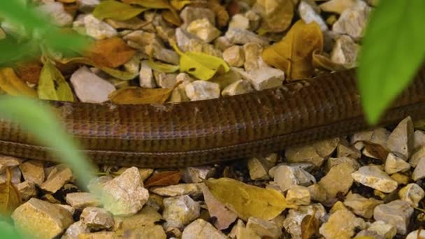 Cobra Lagarto Marrom Rastejando Chão — Vídeo de Stock