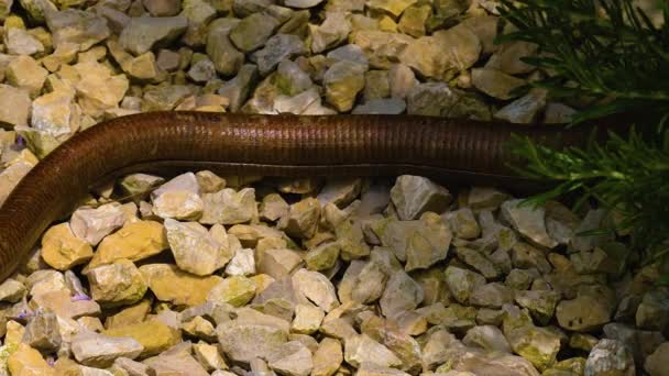 Serpiente Lagarto Marrón Arrastrándose Por Suelo — Vídeo de stock