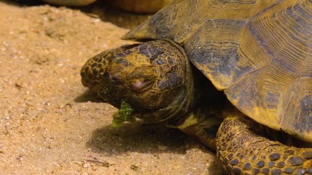 Zbliżenie Żółwia Czołgającego Się Skałach — Wideo stockowe