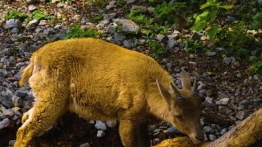 Bebek dağ keçisi etrafta oynarken yakın çekim.
