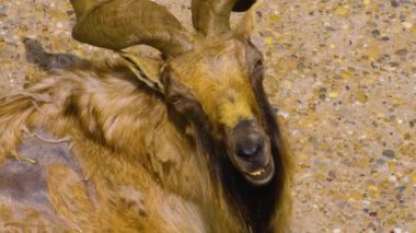 Erkek markhor keçiyi kapat, boynuzlu keçiyi becer.