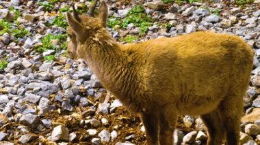 Bebek dağ keçisi etrafta oynarken yakın çekim.