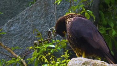 Falkland Caracara Şahininin yakınında bir kayanın üzerinde oturuyor ve kendini temizliyor..