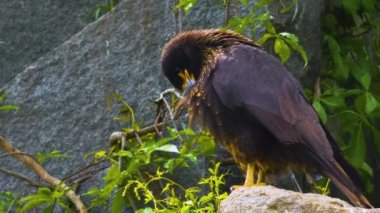 Falkland Caracara Şahininin yakınında bir kayanın üzerinde oturuyor ve kendini temizliyor..