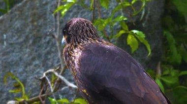 Falkland Caracara Şahininin yakınında bir kayanın üzerinde oturuyor ve kendini temizliyor..