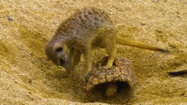 Meerkat 'ın ananasla oynamasına yakın dur..