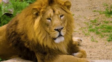 Bir aslanın kapanışı Yazın dinleniyor ve dinleniyor.