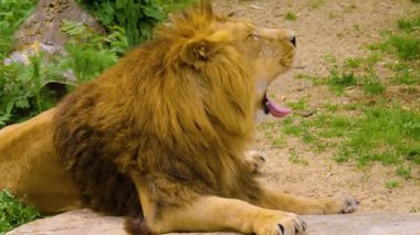 Bir aslanın kapanışı Yazın dinleniyor ve dinleniyor.