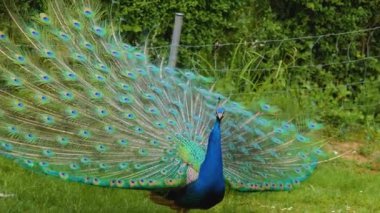 Kuyruk tüylerini yayan tavus kuşunun yakın görüntüsü