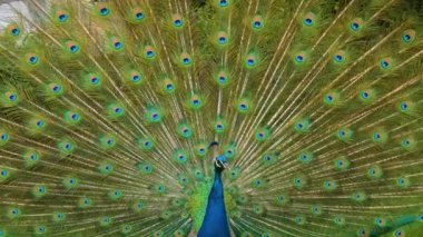 Kuyruk tüylerini yayan tavus kuşunun yakın görüntüsü