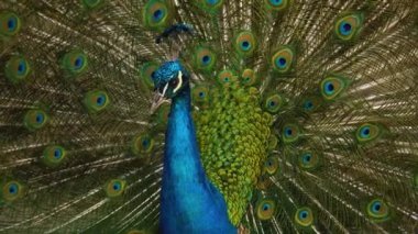 Kuyruk tüylerini yayan tavus kuşunun yakın görüntüsü