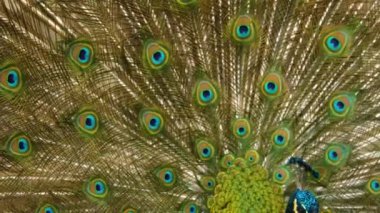 Kuyruk tüylerini yayan tavus kuşunun yakın görüntüsü