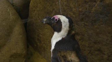 Humboldt penguen başını kapatın. 