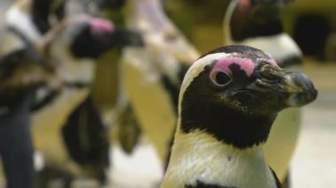 Humboldt penguenlerinin kafalarını koloni içinde kapatın..