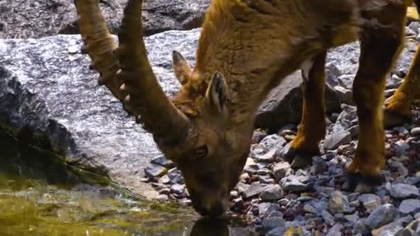 Großaufnahme Von Männlichen Steinböcken Die Aus Dem Fluss Trinken — Stockvideo