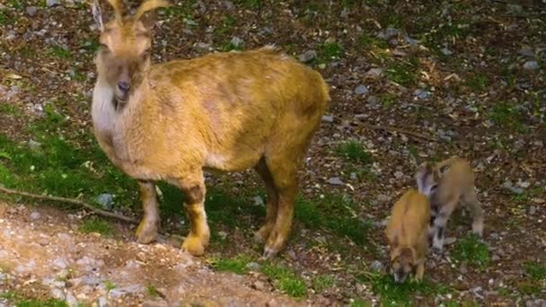 Due Giovani Capretti Markhor Che Camminano Seguendo Loro Mamma — Video Stock