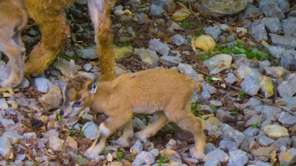 Két Fiatal Markhor Kecske Gyerek Akik Anyjukat Követik — Stock videók