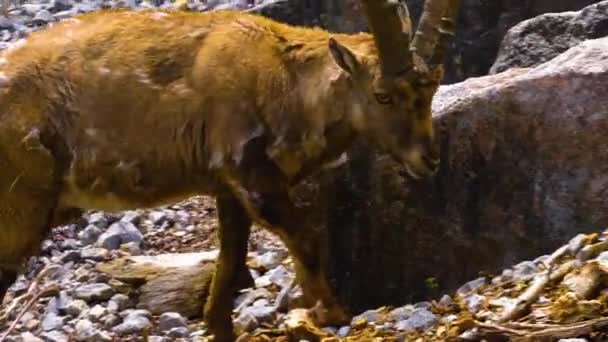 Dekat Dari Laki Laki Alpine Ibex Minum Dari Sungai — Stok Video