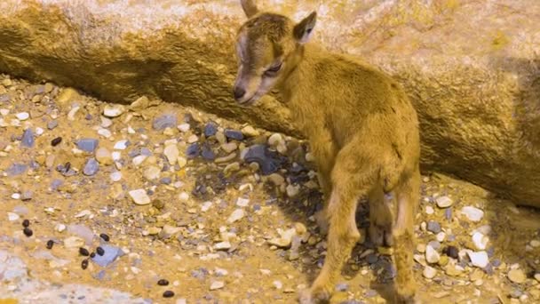 Due Giovani Capretti Markhor Che Camminano Seguendo Loro Mamma — Video Stock