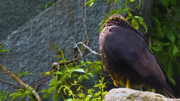 Zbliżenie Falkland Caracara Falcon Siedzi Skale Czyści Samodzielnie — Wideo stockowe