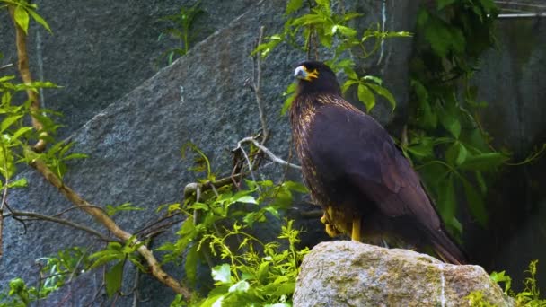 靠近猎鹰卡拉卡拉猎鹰坐在岩石上自我清洁 — 图库视频影像